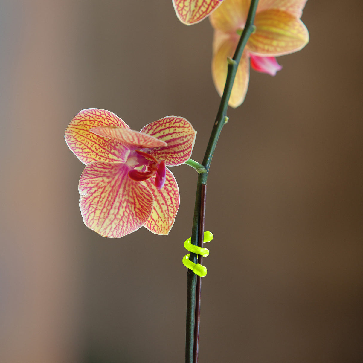 ギアータイ オリジナル 3インチ