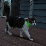 ナイトハウル ミニ