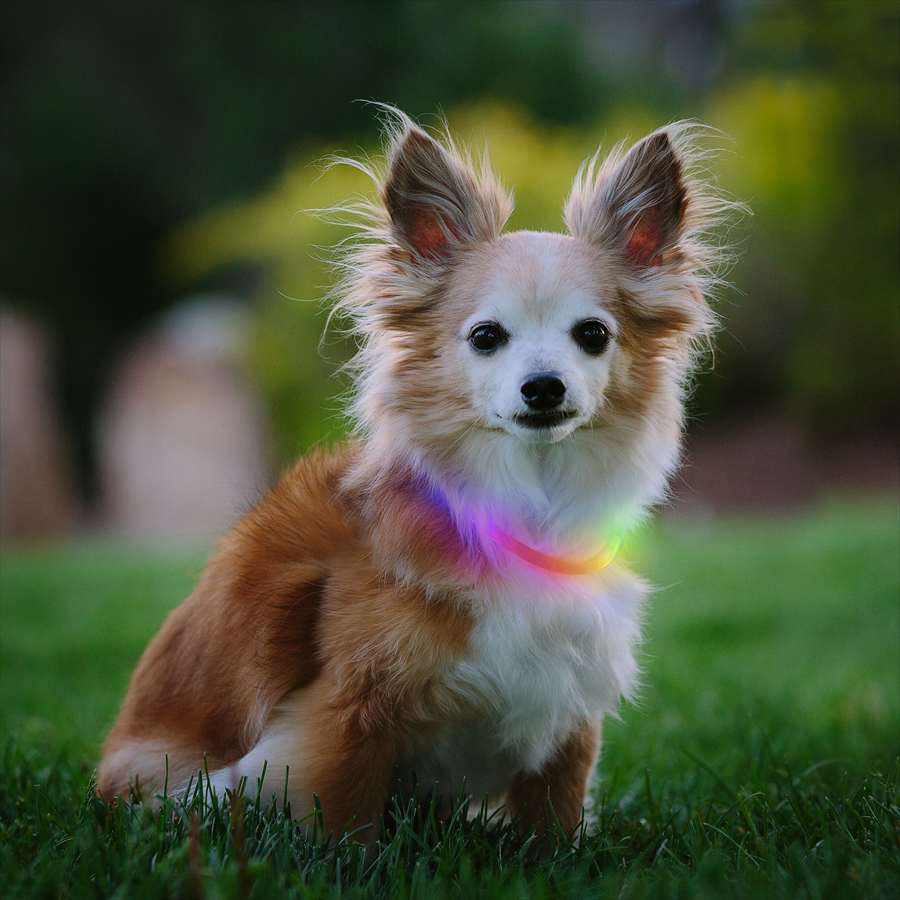 ナイトハウル ミニ