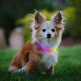 ナイトハウル ミニ